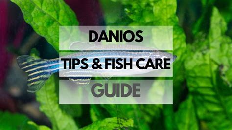 Danios Care Guide .